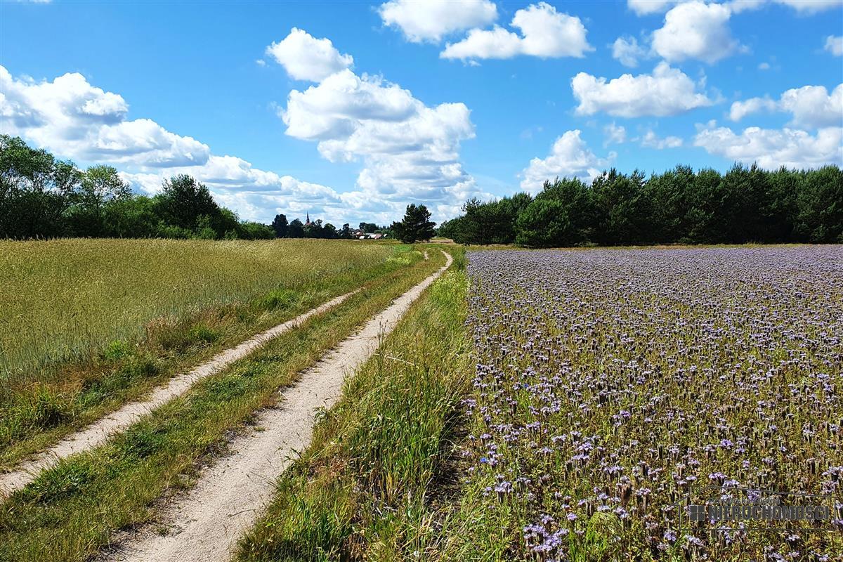 Sprzedaż Działka siedliskowa Gwda Wielka