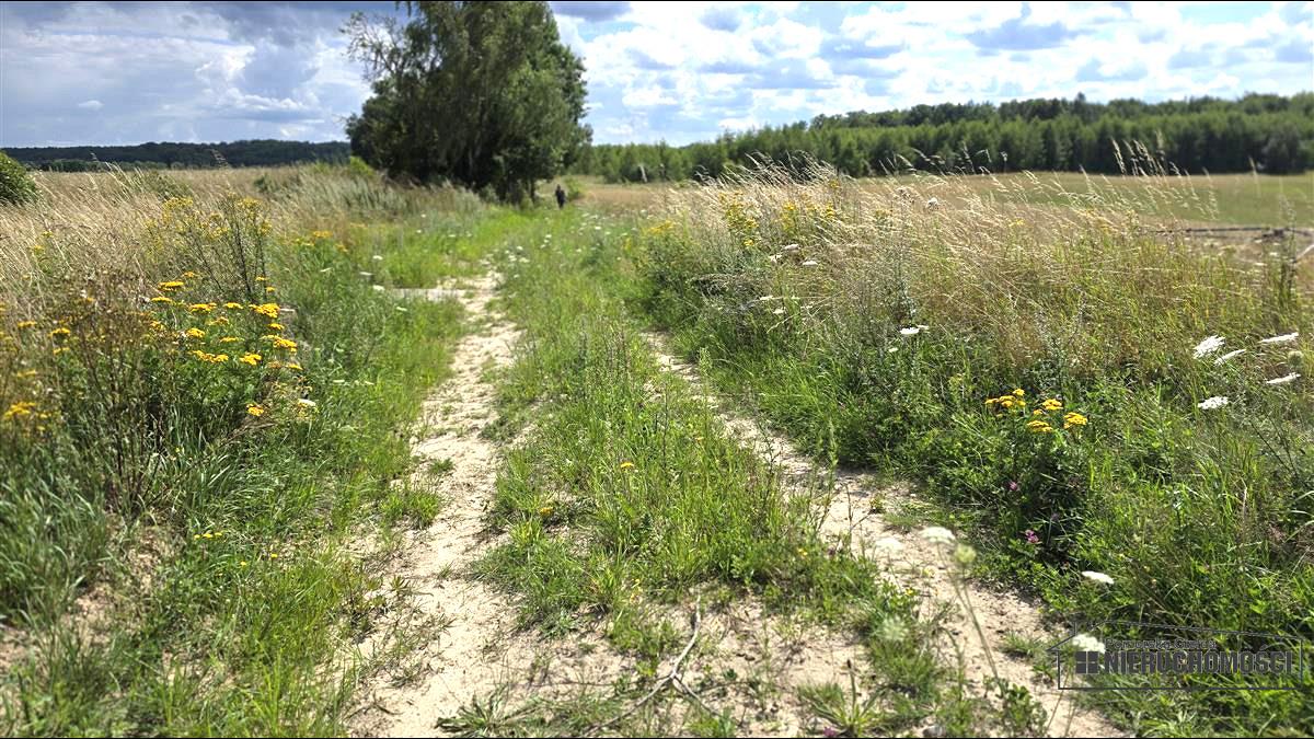 Sprzedaż Działka siedliskowa Silnowo