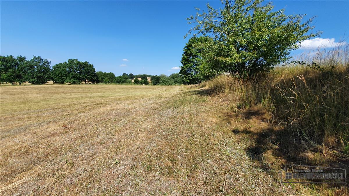 Sprzedaż Działka rolna Borne