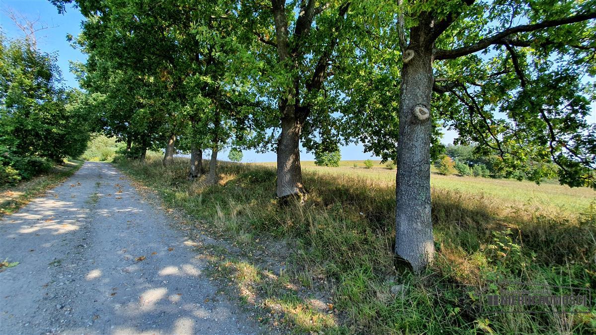 Sprzedaż Działka rolna Borne